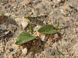 Image result for Odontosoria africana