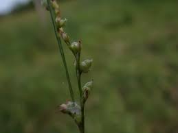 Image result for Scleria foliosa