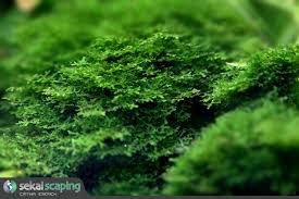 Riccardia Chamedryfolia Aquatic Plants Aquascape Plants