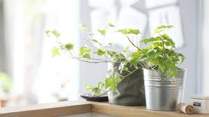 アイビー ヘデラ の育て方 観葉植物 図鑑 プロ監修 Pacoma パコマ 暮らしの冒険webマガジン