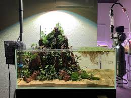 1 612 Lượt Thich 19 Binh Luận Buce Buce Buceplant Tren Instagram Quick Snap Of Our Ultumnaturesystems 45s Emersed Setup Excuse The Mess Of Paludarium