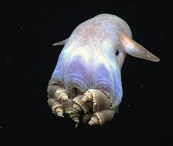 Grimpoteuthis Wikipedia