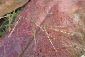 Image result for Leptochloa panicea