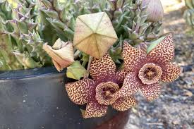 Image result for Huernia erectiloba