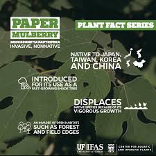 Image result for Maerua friesii