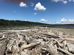 Before using driftwood in your home, it is important to clean the wood properly to remove dust, dirt and debris. The Sea Of Driftwood Picture Of Iverson Spit Waterfront Preserve Camano Island Tripadvisor