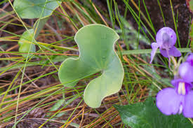 Image result for Utricularia sp.no.1