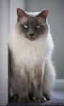 13 Reasons to Love the Beautiful Balinese - Cats | Catster