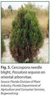 We did not find results for: Diseases Of Italian Cypress And Related Species In Texas