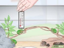 Make sure that the size of the prey is in accordance with the size of. 3 Ways To Care For A Pacific Tree Frog Wikihow