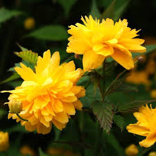 Check spelling or type a new query. Kerria Japonica Pleniflora Is One Of My Favorite Bushes With It S Green Stems Yellow Pom Pom Like Flowers And Erratic Way Of Growin Shrubs Plants Japonica