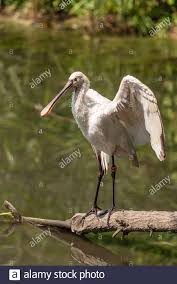 White Bird With Large Beak Pin On Alamy