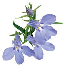 Image result for Lobelia uliginosa