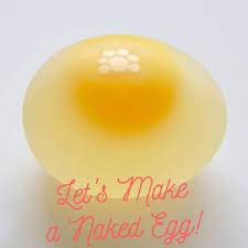Naked Egg Dissolving Egg Shell Experiment Go Science Girls