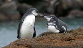 Birds That Cannot Fly With Their Names Galapagos Penguin Photos Galapagos Penguin Penguins Most Endangered Animals