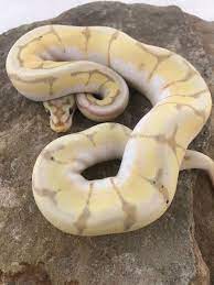 Pin On Dream Reptiles