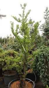 Image result for Taxodium