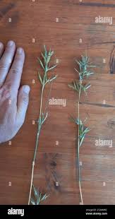 Image result for Cymbopogon pospischilii