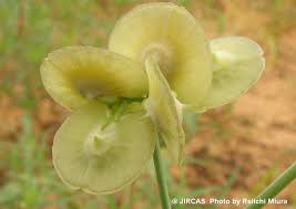 Image result for Limeum