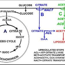 A Metabolic Chart Of The Pathways Of Intermediary Metabolism
