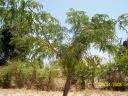 Image result for Albizia schimperiana
