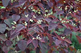 Image result for Euphorbia cotinifolia