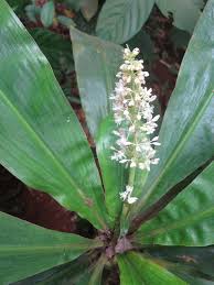 Image result for Palisota