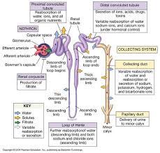Nephron Function What Are The Functions Of The Different Parts Of The Nephron Medical School Studying Nursing Study Renal Physiology