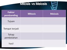 Perbedaan antara mitosis dan meiosis perbedaan mitosis meiosis interfase lama sebentar profase sebentar; Qumillaila Man 11 Jakarta Ppt Download
