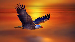Search free eagle wallpapers on zedge and personalize your phone to suit you. Flying Eagle Live Wallpapers For Android Apk Download