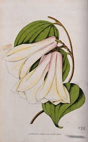 Image result for Smilacaceae
