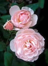 Pin On A Rose By Any Other Name Would Smell As Sweet