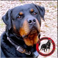 Image result for Rotala gossweileri