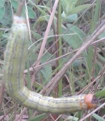 Image result for Antherotoma angustifolia