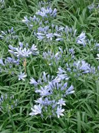 Image result for Agelanthus patelii