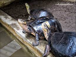 Amboina Box Turtle Cuora Amboinensis Or Southeast Asian Box Turtle Kura Kura Ambon Tangkup Batok Kura Kura