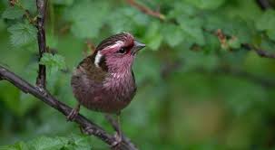 Want to know how to attract finches to your yard, here's what you need to do. Finches Of Florida 4 Species With Pictures Wild Bird World