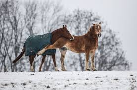 (1) 1 behörden sind zur vorlage von urkunden oder akten, zur übermittlung elektronischer dokumente und zu auskünften verpflichtet. Wetter In Stuttgart Viel Schnee Ist Nicht Mehr Drin Stuttgart Stuttgarter Nachrichten