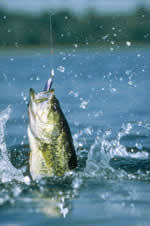 Seasonal Fishing Techniques For Branson