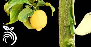 The grafting of the cherry tree, the grafting of citrus fruits, the grafting of the lemon and, in general, of any fruit tree, is carried out with the technique of the split grafting or the bud grafting. Grafting Lemon Trees Successfully Grafting Fruit Trees With The T Bud