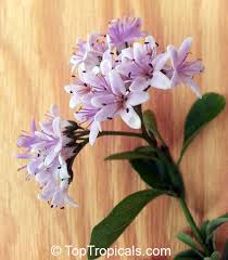 Image result for Ehretia rigida