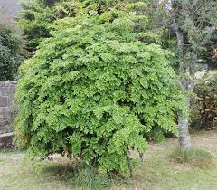 Image result for Grewia avellana