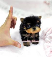 We ensure the quality of our shih tzu breed. Pomeranian Shih Tzu Teacup Yorkie Novocom Top