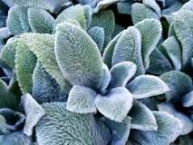 Image result for is lambs ear plant poisonous to dogs