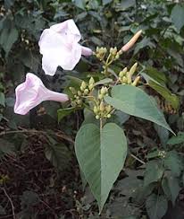 Image result for Ipomoea carnea