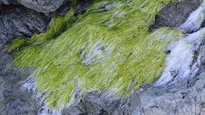 Buy large pond supplies including sealers, aerators, algae treatments, muck remover, and pond fountains. Why Pond Algae Occurs And How To Get Rid Of It