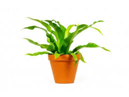 Image result for sleziník Asplenium