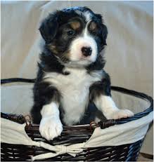 These are available for adoption****. Bringing Home Your Mini Aussie Puppy 74 Ranch Mini Aussies Registered Black Angus Cattle And American Quarter Horses