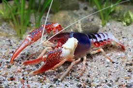 Crayfish Ghost Crustaceans Crayfish Fresh Water