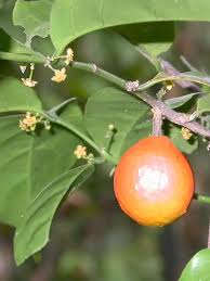 Image result for Salacia